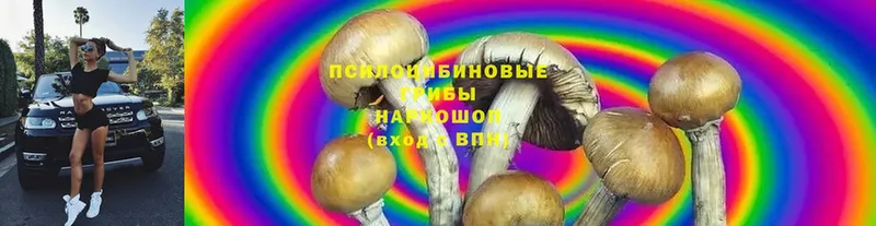 Галлюциногенные грибы Psilocybine cubensis  Весьегонск 